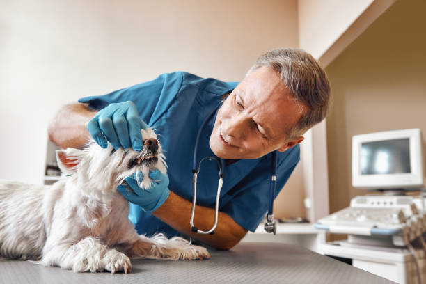 Best 24-Hour Emergency Dentist in Wilson, NC